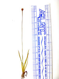 Image result for Xyris dissimilis