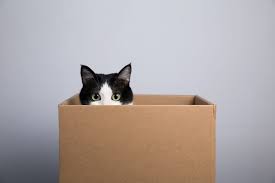 Added to your profile favorites. Why Do Cats Love Boxes One Green Planet