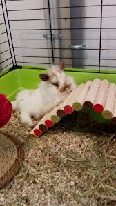 Le Meilleur Comment Faire Une Maison Pour Lapin Nain And Photos En 2020 Maison Lapin Lapin Nain Lapin