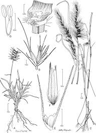 Image result for Cenchrus trisetus