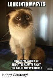See more ideas about happy saturday, saturday, saturday memes. Lookinto My Eyes Nowirepeat After Me The Cat Isalways Right The Cat Is Always Right Caption By Kitty Works Happy Caturday Caturday Meme On Me Me