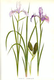 botanical drawing of an oregon iris perce neige fleurs dessin coloriage haut cinq