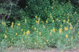 Image result for Crotalaria oocarpa