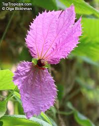 Image result for Dalechampia capensis