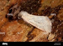 Image result for Photedes minima