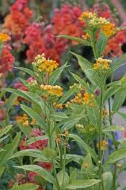 Asclepias Curassavica Silky Gold Front Yard Contenders Low Avg Water Plants Ornamental Grasses Perennials