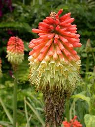 Image result for Kniphofia princeae