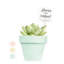 Compra cactus neon a buen precio y de calidad con aliexpress. Cactus Y Plantas Crasas Regalos De Empresa Bodas Y Eventos