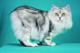 Cymric Cat Breed Profile Petfinder