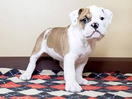 0:54 steve popik 2 417 просмотров. Victorian Bulldog Puppies Petland Fairfield