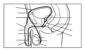 The unlabeled diagram of male reproductive system can become your consideration when thinking of about reproductive system. Male Reproductive System Diagram Unlabeled Anatomy And Physiology Of Animals Diagram Summarising The The Male Reproductive System And The Female Reproductive System Both Are Needed For Reproduction