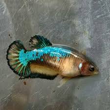 Yellow Fancy Samurai Tropical Fish Fish Pet Aquarium Fish