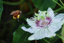 Get indulged in the rich taste of the flavorful honey created from the natural nectar from various wild flowers & flowering trees. Native Honey Bees Of Southeast Asia And Conservation Challenges Heinrich Boll Foundation Southeast Asia Regional Office