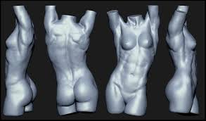 Anatomy sketches anatomy drawing anatomy art muscle anatomy body anatomy medical fit female model with perfect torso by jacoblund. Pin By Giovanni Rivera On Modeling Body Anatomy Female Torso Female Anatomy
