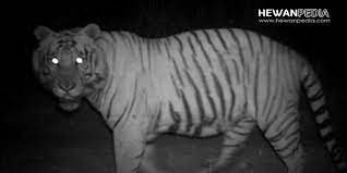 Maybe you would like to learn more about one of these? 6 Arti Mimpi Bertemu Harimau Dalam Pandangan Islam Hewanpedia