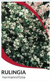 Image result for Hermannia kirkii