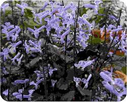 Image result for Monadenium laeve