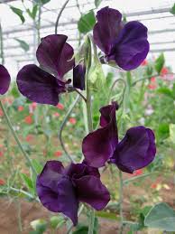 Image result for Lathyrus