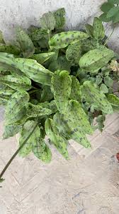 Image result for Drimiopsis maculata