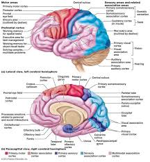 Brain , coronal section : Pin By Amanda Knipe On Medical Nervous System Anatomy Brain Anatomy Central Nervous System