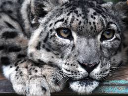 Photos Of Rare Snow Leopards Insider Find images of snow leopard. insider