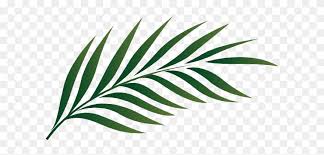 If you're thinking of using leaf png on a website, i suggest you reduce the size first. Single Plant Leaf Watercolor Tropical Leaves Png Clipart 5465701 Pinclipart