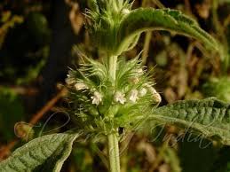 Image result for Leucas martinicensis