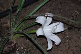 Image result for Crinum rautanenianum
