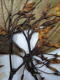 Image result for Malouetia