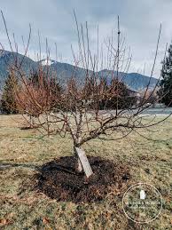 For trees that are chopped down for wood, see trees. How To Care For Fruit Trees In Fall Winter
