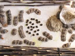 Image result for Acacia nilotica