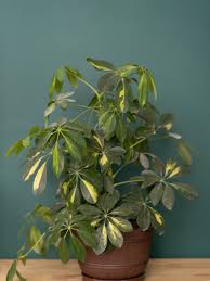 Image result for Schefflera