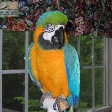 True to its name, the blue and gold macaw are those charming beauties you just can't ignore. Blue And Gold Macaws For Sale