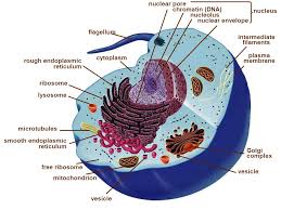 Animal cells in nuclear membrane. Cell Structure And Function Ppt Video Online Download