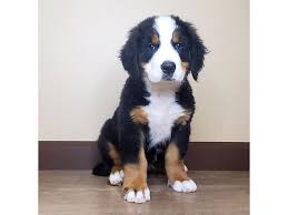 Find the perfect puppy for sale in cincinnati, ohio at next day pets. Bernese Mountain Dog Dog Male Black Tan White 2742344 Petland Fairfield