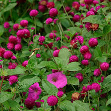 The flowers form slightly rounded heads on the end of each stem. 15 Deer Resistant Plants Finegardening