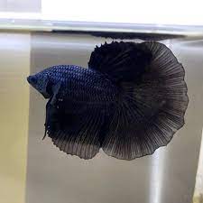Ini semua bertujuan untuk mengingat dan. 55 Jenis Ikan Cupang Lengkap Beserta Gambar Ikanesia Id