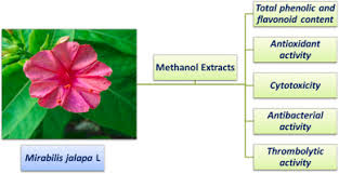 Image result for Mirabilis jalapa