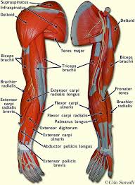 The muscles of the forearm are about equally divided between those that cause movements at the wrist and those that move the fingers and thumb. Labeled Muscles Of Lower Leg Yahoo Search Results Arm Muscle Anatomy Muscle Anatomy Body Anatomy