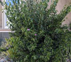 Image result for Grewia herbacea