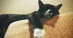 Bersyukurlah ketika merasa lelah, tidak semua orang bisa sekuat kamu. 30. Gambar Kucing Lelah Menggambar Kucing Kucing Gambar