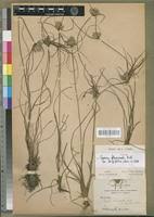 Image result for Pycreus fluminalis