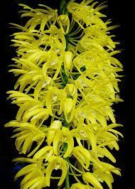 Den Speciosum Dendrobium Speciosum Flowers Photography Orchids