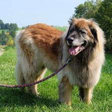 Bernard and pyrenean mountain dog to create this. Leonberger Puppies For Sale Adoptapet Com