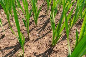 Most are hardy to usda zone 7, although the nanus species is a hardy gladiolus that overwinters to zone 5. How To Plant And Grow Gladiolus Gardener S Path
