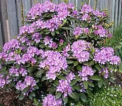 Хотите купить саженцы рододендрона гибридного розеум элеганс (rhododendron roseum elegans)?зайдите на. Rhododendron Roseum Elegans East Coast Garden Center