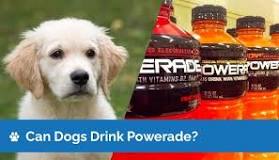 Can dogs drink Powerade for electrolytes?