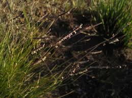 Image result for Microchloa altera