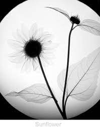 Sunflower Xray Flower Xray Art Fine Art