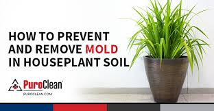 You can start by removing the mold by hand. How To Prevent And Remove Mold In Houseplant Soil Puroclean Property Damage Restoration